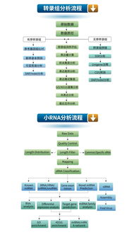 生工生物優(yōu)質(zhì)技術(shù)服務(wù)推薦 高通量測(cè)序與轉(zhuǎn)錄組、小RNA分析